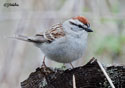 Spizella passerina